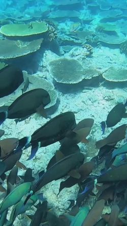A school of fish swimming over a coral reef in the Pacific Ocean