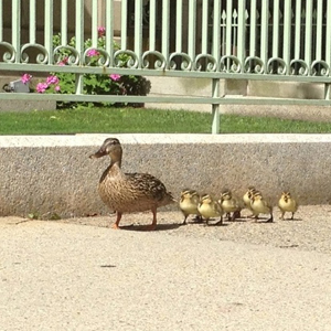 Charles River ducks, Animal Rescue League of Boston, Boston University BU Government and Community Affairs