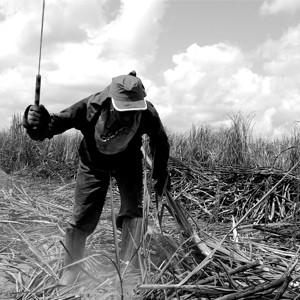 Sugarcane workers in Nicaragua