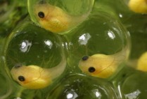 Frog eggs