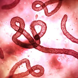 Ebola virus under a microscope