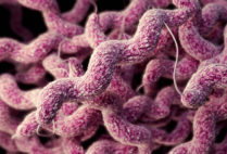 A computer-generated image of a cluster of drug-resistant Campylobacter bacteria. Photo courtesy of James Archer/CDC