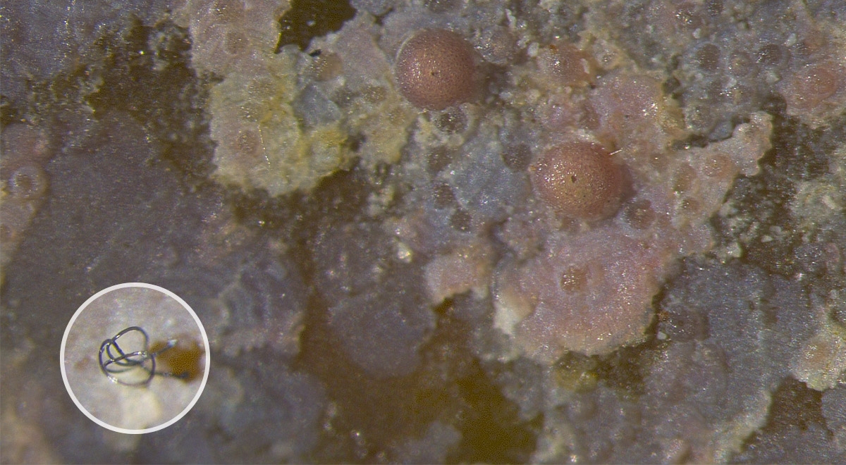 Microscopic image of marine plastic pollution showing a seagrass sample contaminated with a black microplastic fiber, potentially from synthetic clothing garments, found in the seagrasses of Belize.