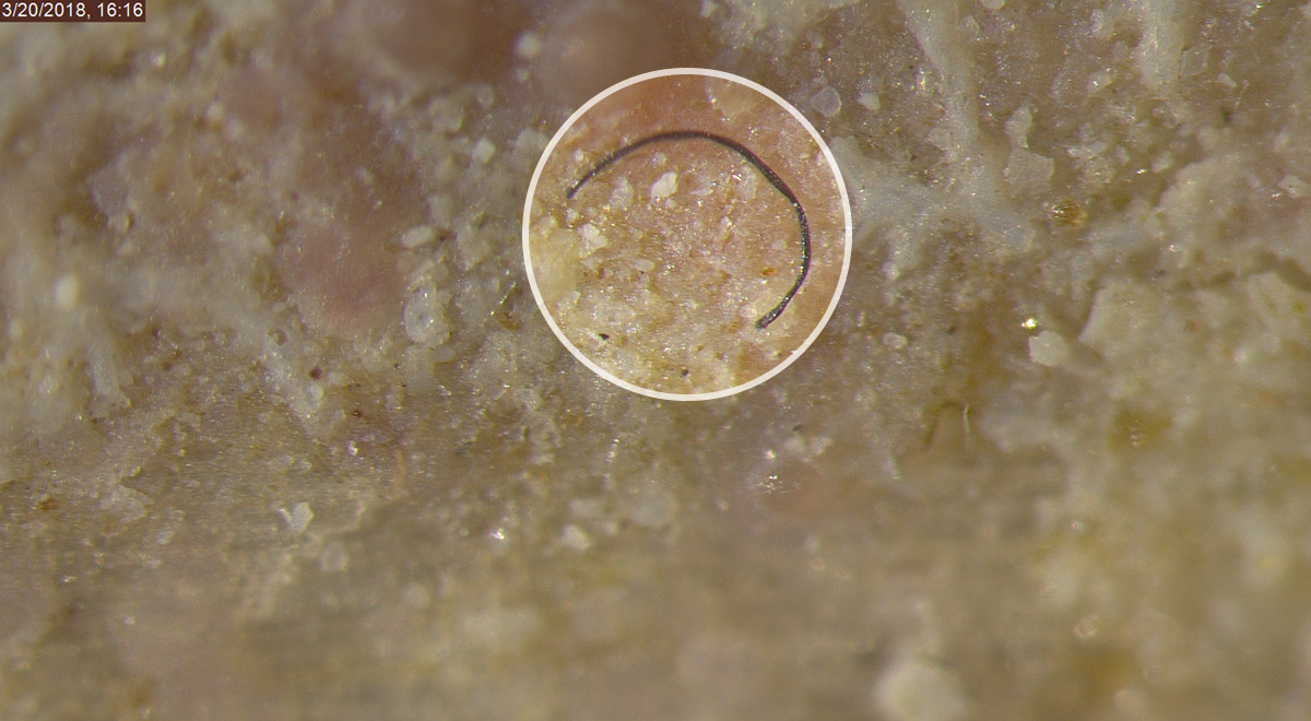A black microplastic fiber can be seen embedded in a seagrass sample in this microscopic image of marine plastic pollution.