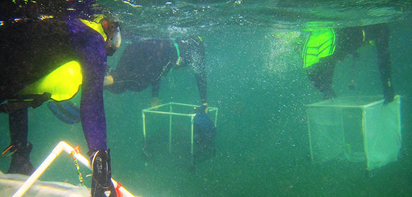 Viewed while diving underwater, three BU researchers swim with nets searching for a location to collect seagrass samples off the coast of Turneffe Atoll, Belize.