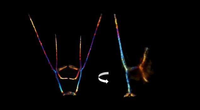 The sea urchin's larval skeleton reveals the patterning at the heart of Bradham's work. She studies how nature encodes cells to build structures, from sea urchin skeletons to human ones.