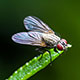 Drosophila melanogaster