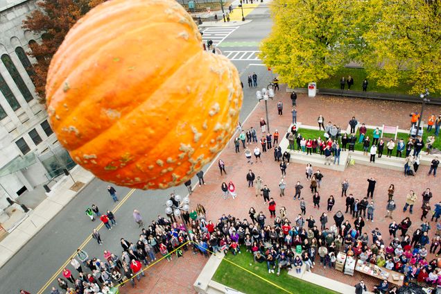 A pumpkin falls from the roof of Metcalf Science Center during the annual "Pumpkin Drop"