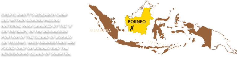 Cheryl Knott’s research camp lies within Gunung Palung National Park (marked by the ‘x’ on the map), in the Indonesian portion of the island of Borneo (in yellow). Wild orangutans are found only on Borneo and the neighboring island of Sumatra.