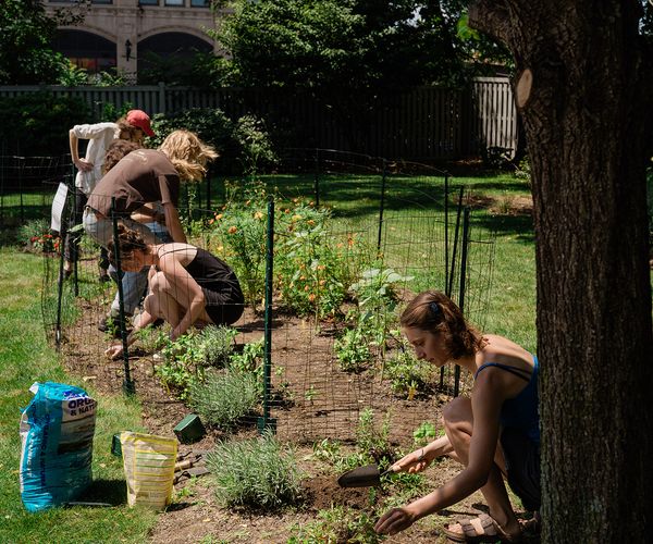 Students planting and tending to the CFA Color Garden