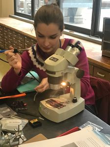 Student Brianna Connor working on sap flow sensors