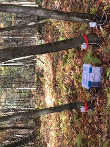 Sap flow sensor in the field
