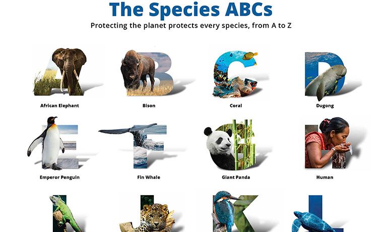 The Species ABCs poster for the World Wildlife Fund.