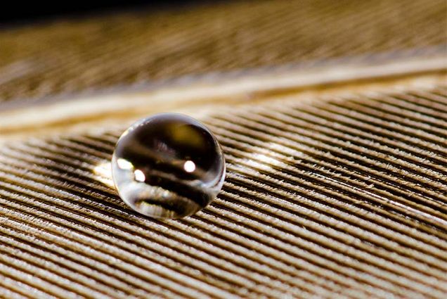 water-drop_on_feather-1_800x534_