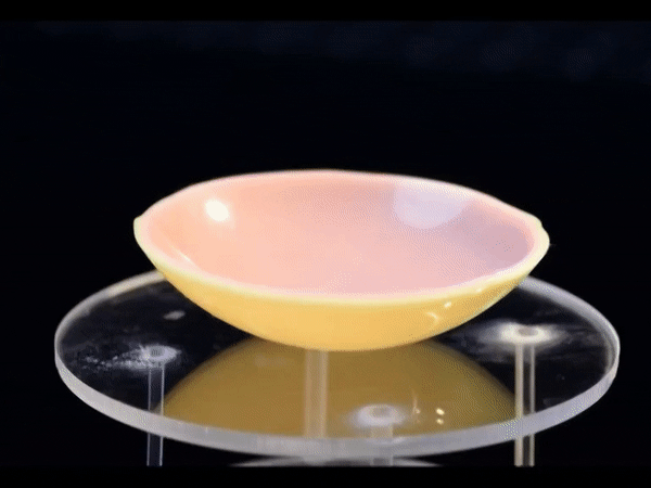 Sped-up time lapse of a shell snapping under natural curvature.