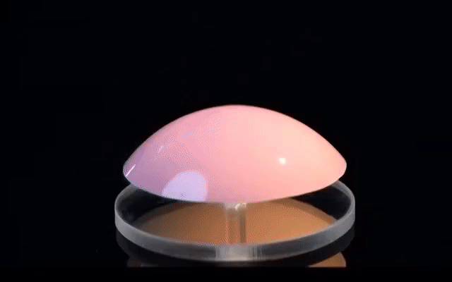 Sped-up time lapse of a thin shell buckling under natural curvature