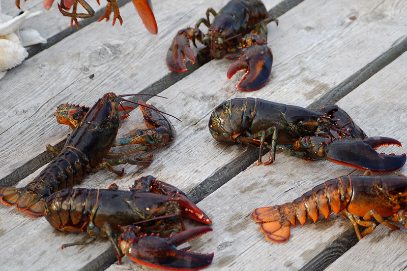 lobsters_800x534_lobsters