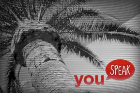 ys_palmtree.jpg