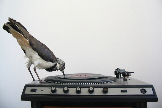 t_birdrecord.jpg