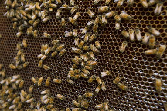 BU Beekeepers club, Charles River bee hives, Boston University commencement honey bees