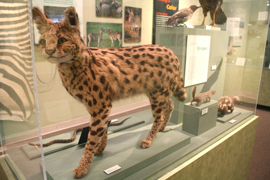 Boston University BU, Harvard Museum of Natural History, The Language of Color, things to do in Boston, museums exhibitions