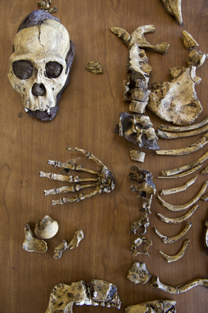 BU Anthropology, human bones Boston University BU, College of Arts and Sciences CAS anthropology professor Jeremy DeSilva, prehistoric humans feet, physical therapist Kenneth Hold, how human ancestors walk
