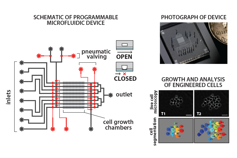 Schematic of Programmable Microfluidic Device