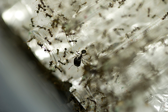 pheidole dentata ants
