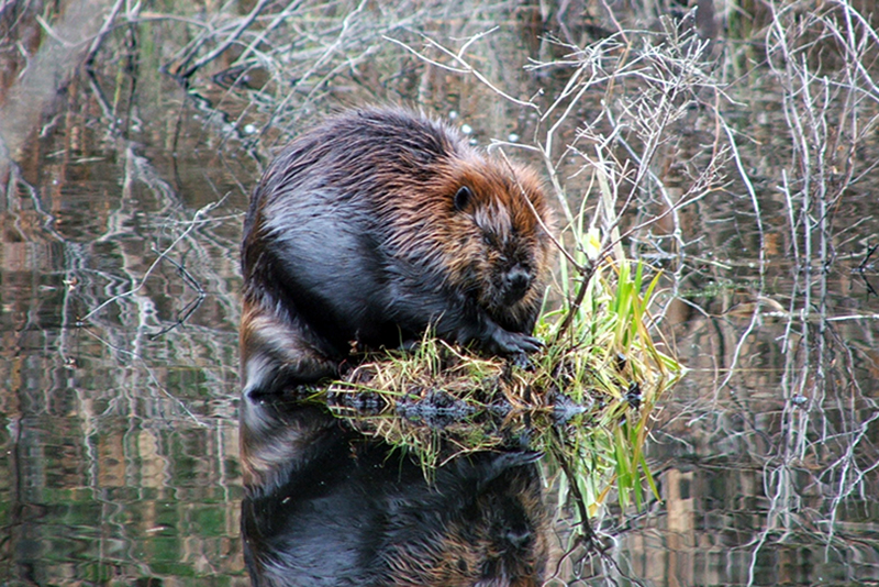 Beaver building dam