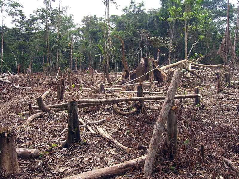 Slash and burn deforestation in Colombia