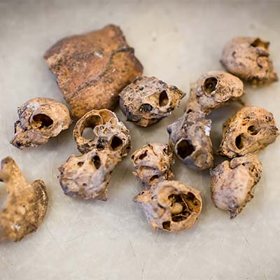 Arctic Ground Squirrel bones in the lab of Catherine West, research assistant professor of archaeology at Boston University