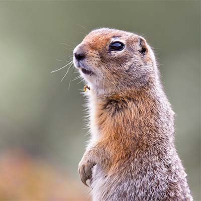 Arctic Ground Squirrel