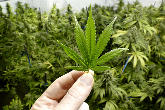Cannabis plant