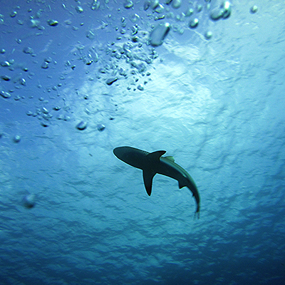 md_shark