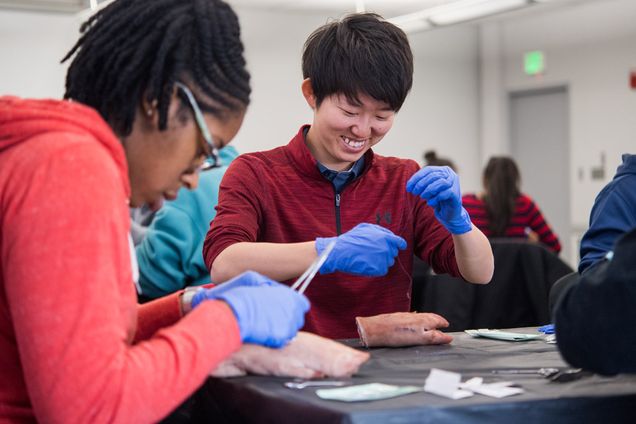 Students practice suturing using pigs feet. 