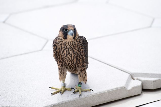A peregrine falcon chick in Boston