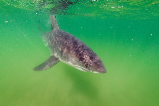 A White Shark swims off the coast of Cape Cod, Massachusetts