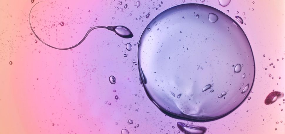 sperm and egg