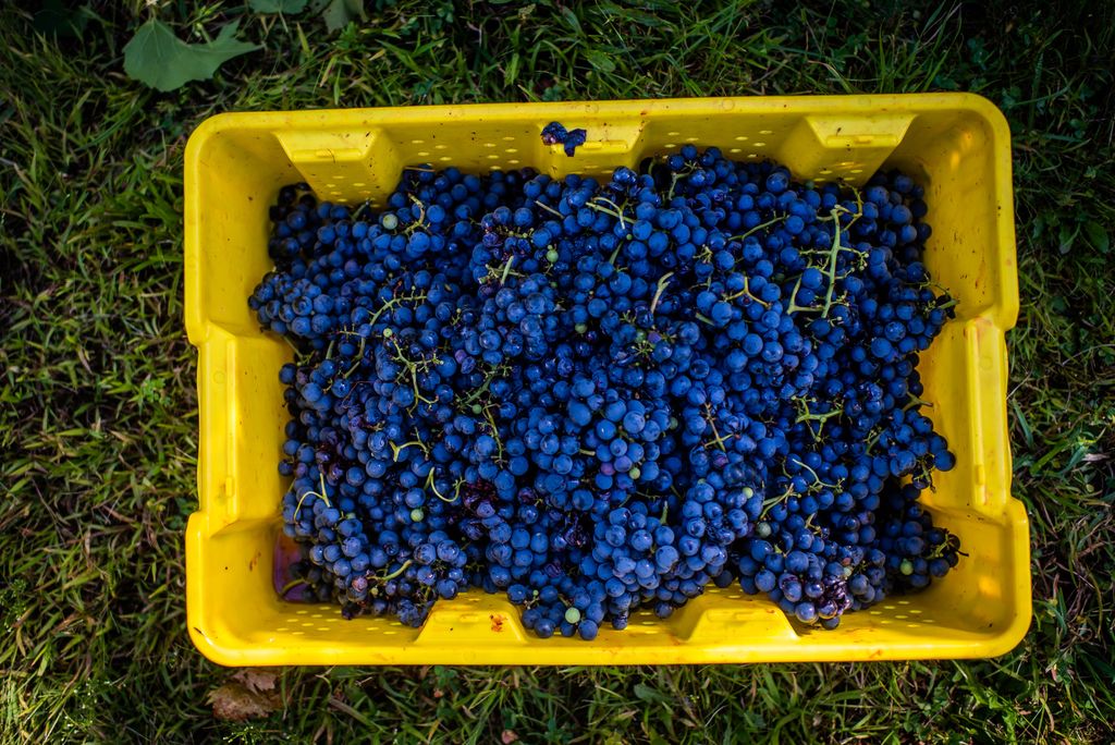 Blue grapes sit in a yellow container