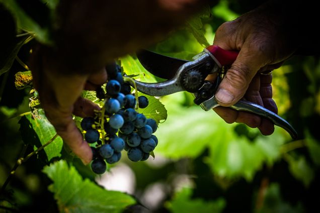 A tight shot of someone cutting grapes from the vine