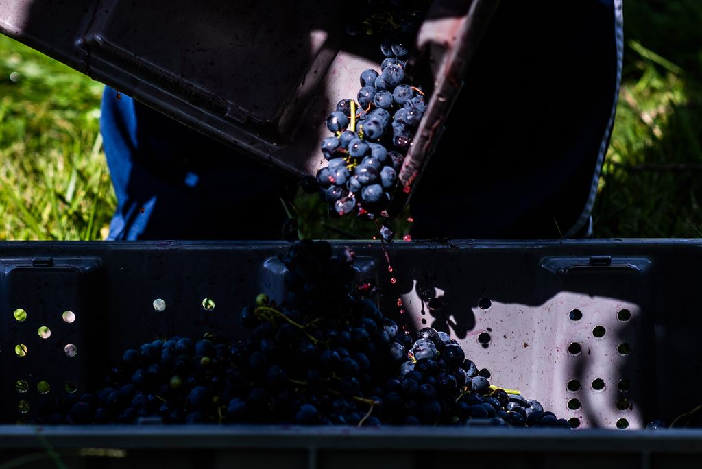 Grapes are dumped into a large container