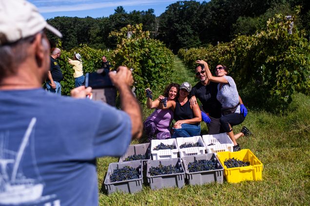 Volunteers at Verde Vineyards pose for a photo with tubs of picked grapes