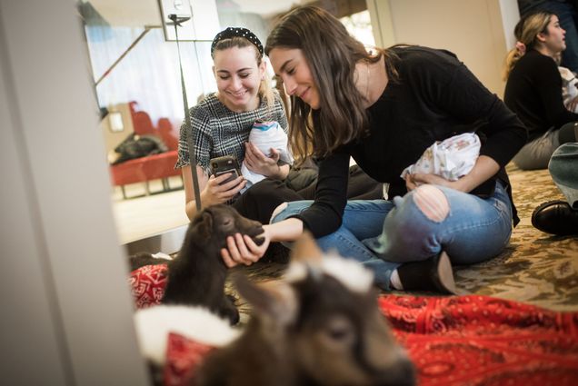 Students pet baby goats to destress from finals.
