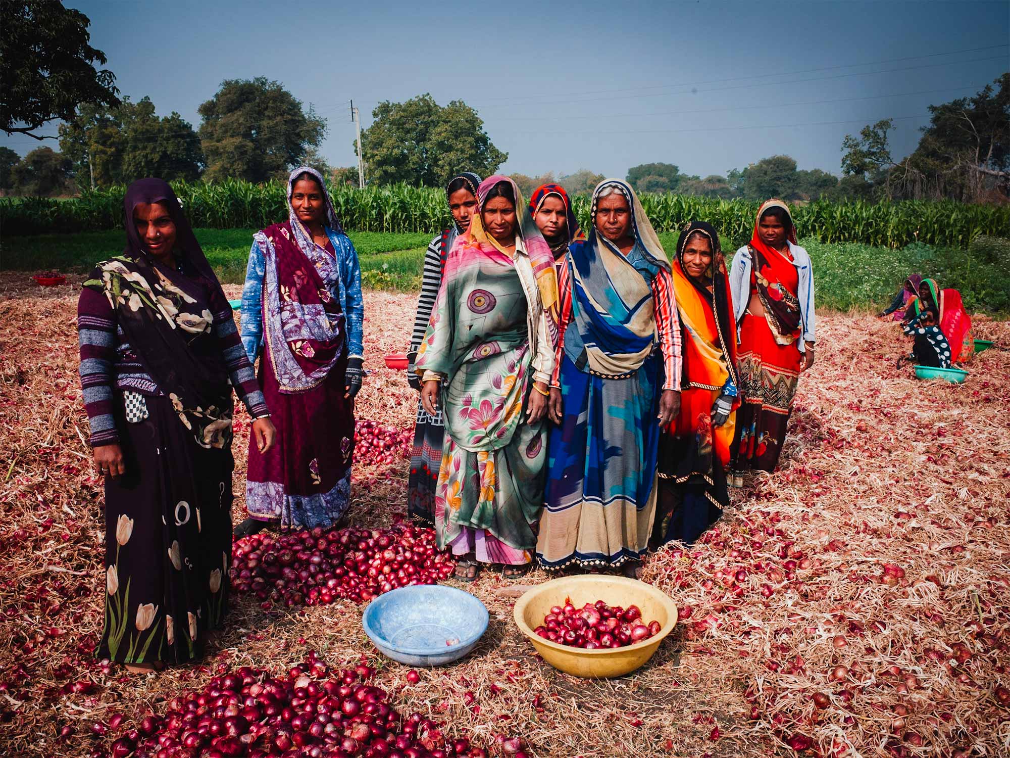 Women working a red onion field in the rural village of Budha, India.