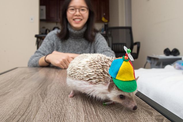 Elise Lim takes a photo with her hedgehog, Alfredo, who is wearing a multicolored propeller hat.