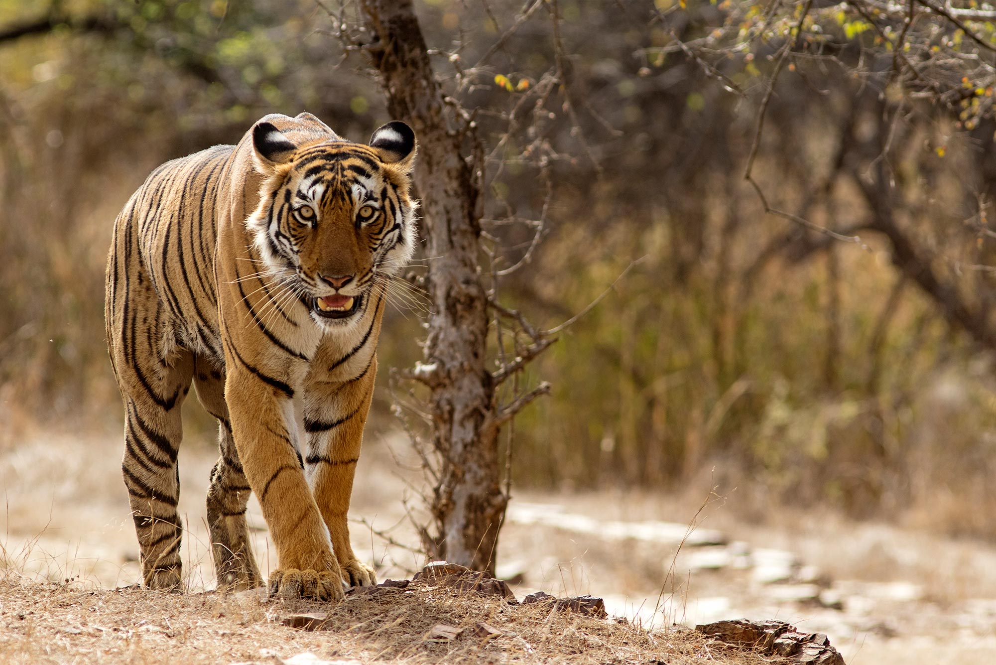 Image of a tiger in the wild. A dry landscape and brush is seen behind it.