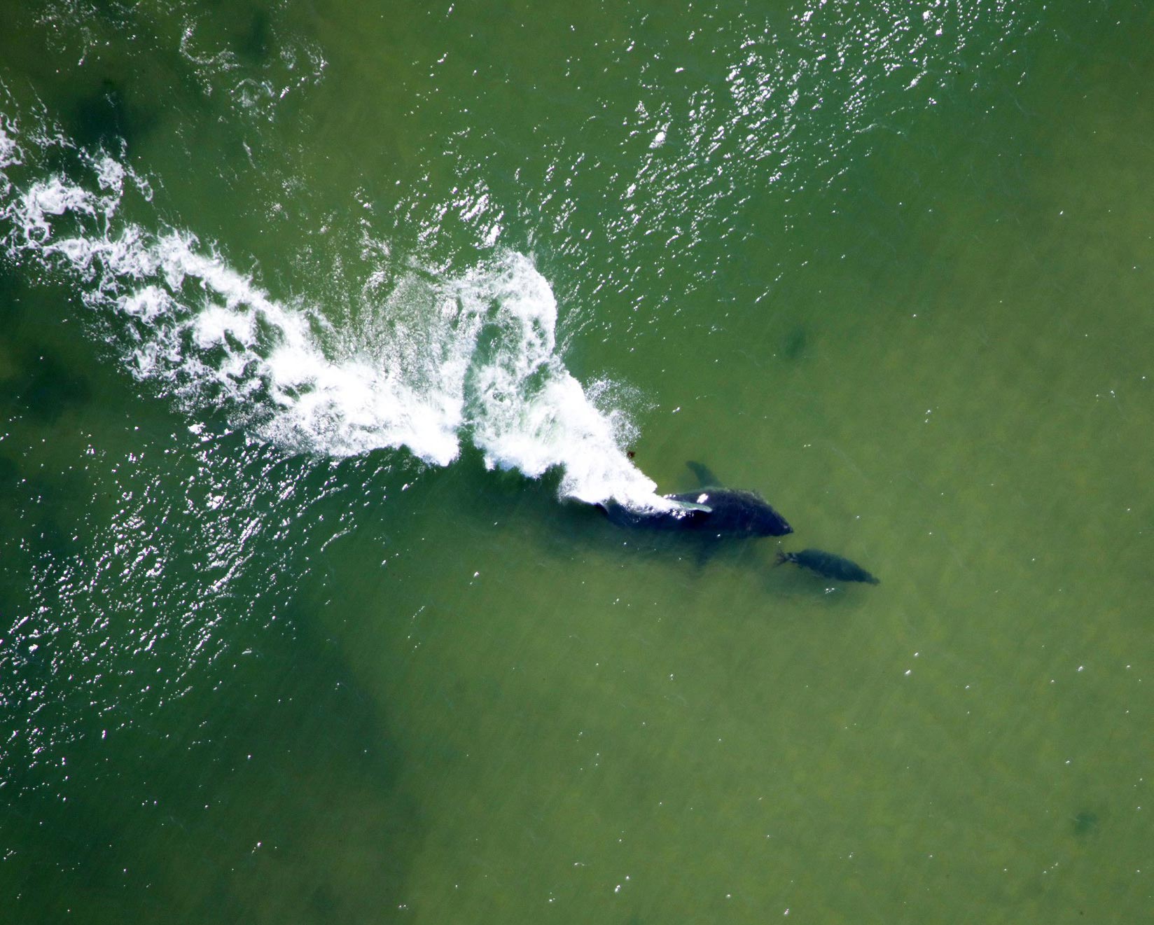 Aerial photo of a white shark chasing a gray seal in the shallow water near Nauset Harbor Inlet, Orleans, Massachusetts, Cape Cod National Seashore