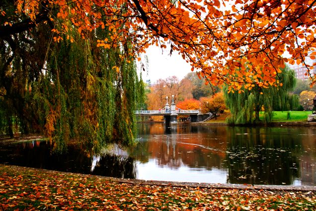 A photo of fall foliage in the Boston Public Garden