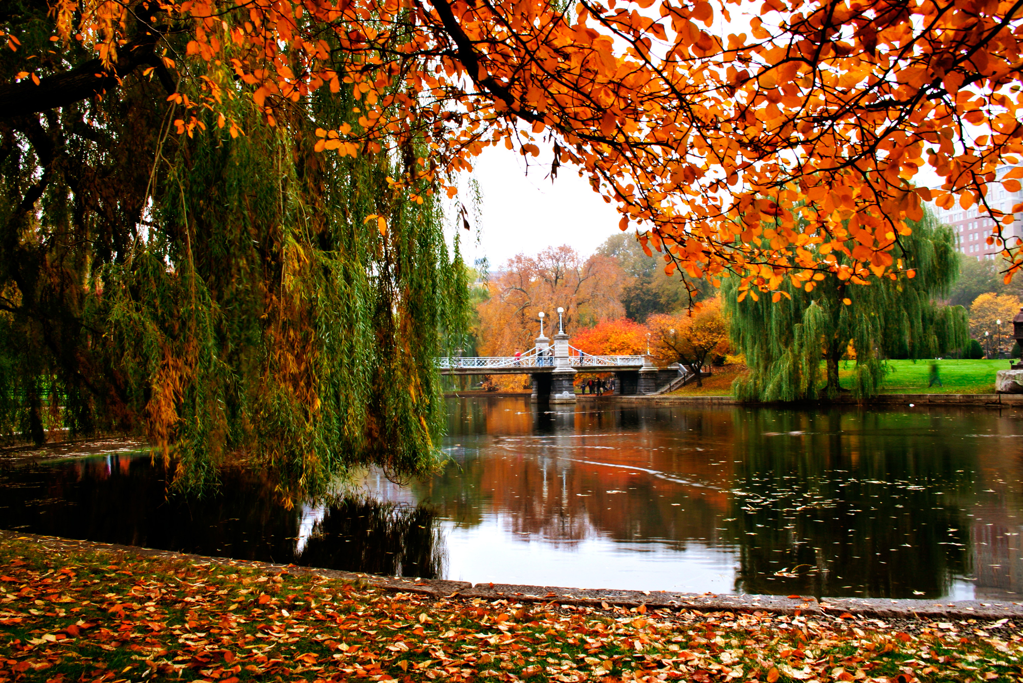A photo of fall foliage in the Boston Public Garden