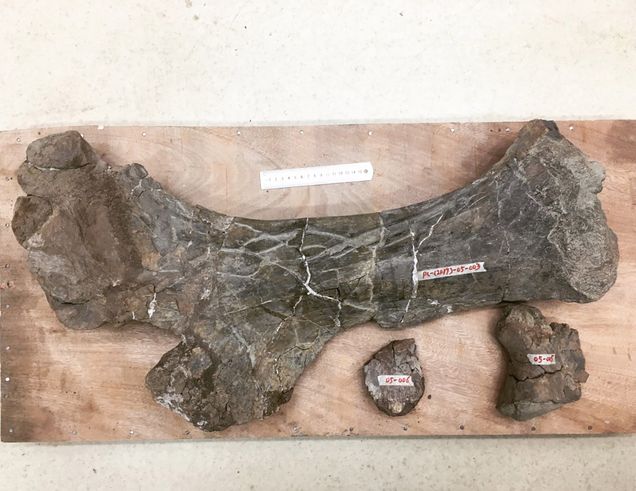 Photo of a right pubis bone of a dinosaur fossil.